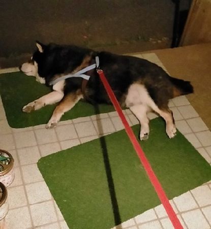 ▲。（圖／翻攝自X／@mamemamemakmaki）