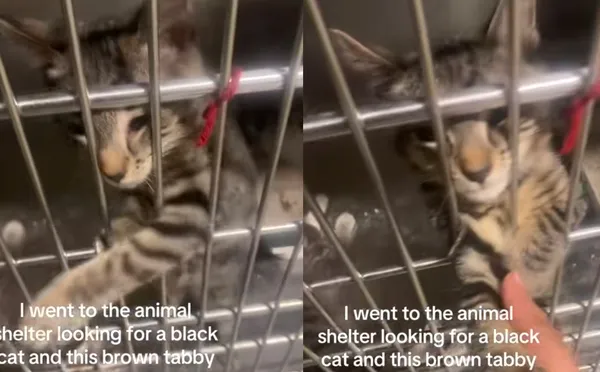 本來想養黑貓　女到收容所遇心機虎斑貓「拼命伸手手撒嬌」收服。（圖／翻攝自TikTok／spring.brewzz）