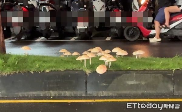 ▲▼高雄暴雨長出「綠褶菇」分隔島上一堆！市府警告：有毒別吃。（圖／民眾提供）