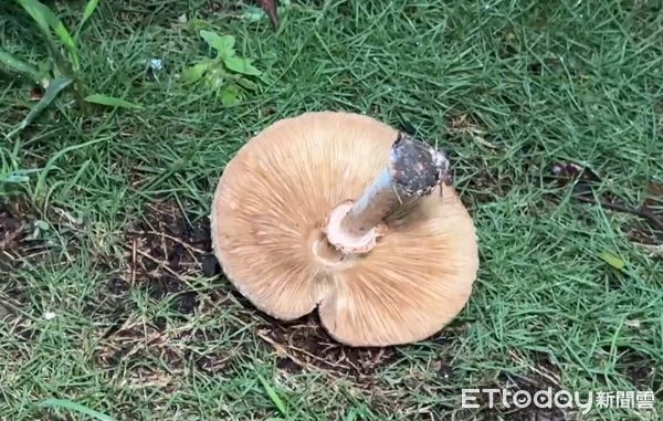 ▲▼高雄暴雨長出「綠褶菇」分隔島上一堆！市府警告：有毒別吃。（圖／民眾提供）