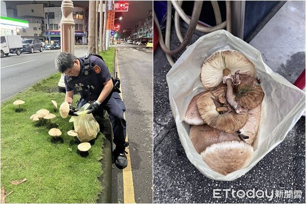 ▲▼高雄鳳山分隔島因連日降雨長出香菇，引起民眾圍觀影響行車，警方動手拔除。（圖／記者吳奕靖翻攝）