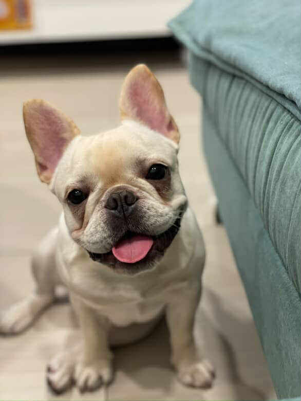 ▲家中驚見「超大白蟻」啃木頭　法鬥瘋狂拆家：掃地機器人也不放過。（圖／網友IG@ jyun.bo提供，請勿隨意翻拍，以免侵權。）