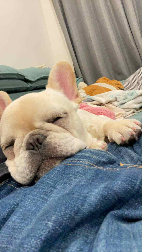 ▲家中驚見「超大白蟻」啃木頭　法鬥瘋狂拆家：掃地機器人也不放過。（圖／網友IG@ jyun.bo提供，請勿隨意翻拍，以免侵權。）