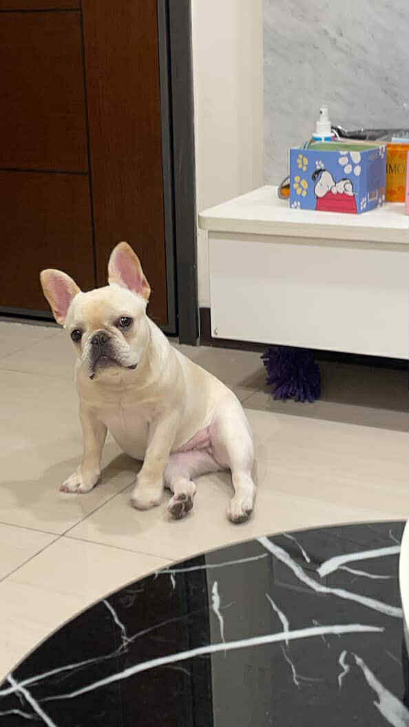 ▲家中驚見「超大白蟻」啃木頭　法鬥瘋狂拆家：掃地機器人也不放過。（圖／網友IG@ jyun.bo提供，請勿隨意翻拍，以免侵權。）