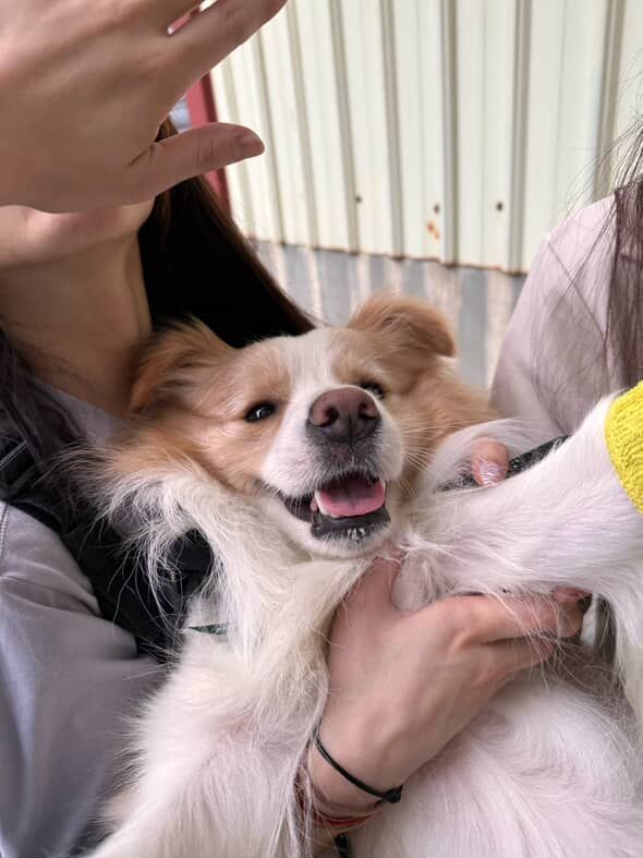 ▲用餐時自家「邊境」跑別桌撒嬌　中獎客人超忙：右手吃飯左手摸頭。（圖／Abu 阿布@littlebu.59提供，請勿隨意翻拍，以免侵權。）