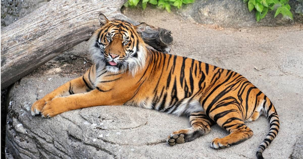 丹麥奧爾堡動物園希望民眾可以捐贈不想要的寵物，作為肉食性動物的食物來源。（圖／翻攝自臉書／Aalborg Zoo）
