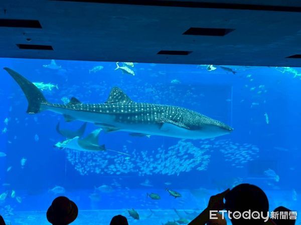 ▲沖繩美麗海水族館是不少家長到訪沖繩必去景點。（圖／記者游瓊華攝）
