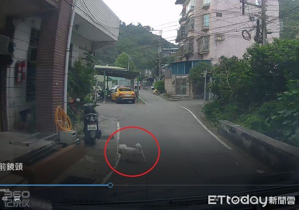 汐止小狗被撞死。（圖／新北市動保處提供）