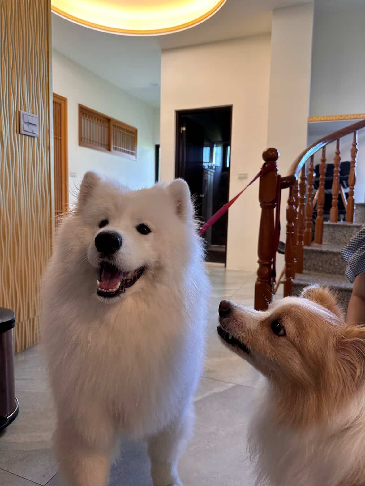 ▲用餐時自家「邊境」跑別桌撒嬌　中獎客人超忙：右手吃飯左手摸頭。（圖／Abu 阿布@littlebu.59提供，請勿隨意翻拍，以免侵權。）