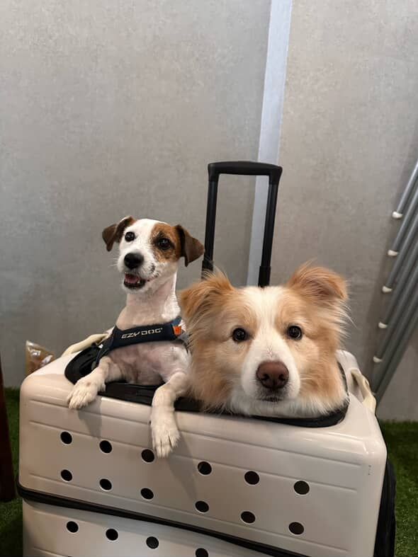 ▲用餐時自家「邊境」跑別桌撒嬌　中獎客人超忙：右手吃飯左手摸頭。（圖／Abu 阿布@littlebu.59提供，請勿隨意翻拍，以免侵權。）