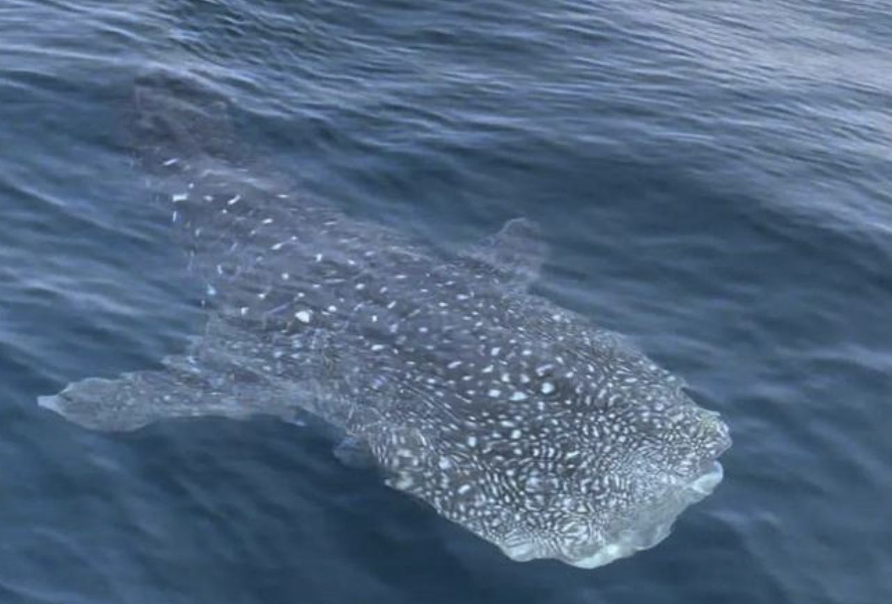 ▲絕美鯨鯊現蹤青島海域，海釣客稱可吹噓一輩子。（圖／翻攝瀟湘晨報）