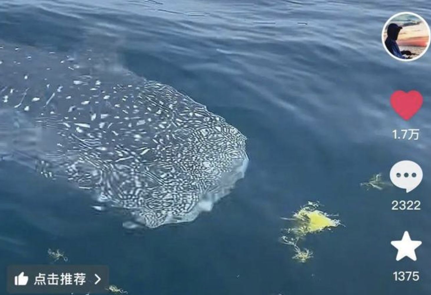 ▲絕美鯨鯊現蹤青島海域，海釣客稱可吹噓一輩子。（圖／翻攝瀟湘晨報）