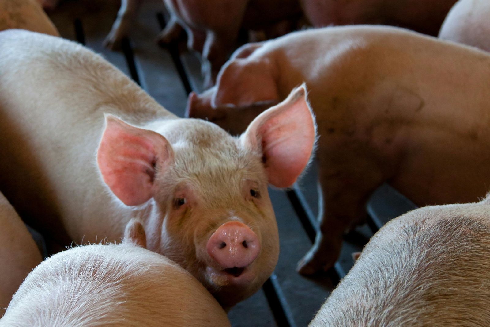 越南非洲豬瘟大爆發！10萬頭豬病死或遭撲殺　嚴重衝擊供應鏈