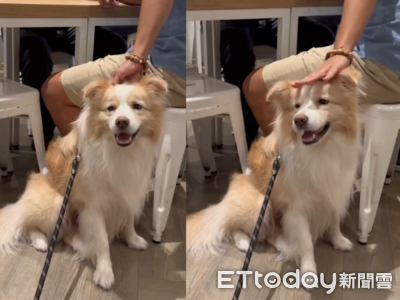 邊境牧羊犬跑別桌撒嬌「中獎客人」超忙 網笑:你幹麻綁別人的狗
