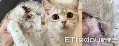 遭控醫療疏失害品種貓死亡 動物醫院反擊:貓咪體弱卵巢萎縮