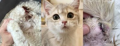 獨／破百萬品種貓送結紮竟1死！5隻傷口裂開　貓舍怒控動物醫院