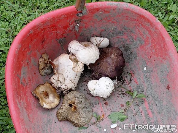 ▲▼高雄雨後路邊長出的蕈菇，市府加強清除。（圖／記者賴文萱翻攝）