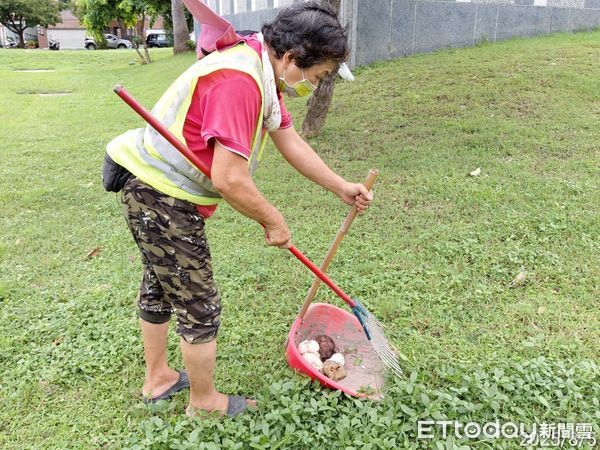 ▲▼高雄雨後路邊長出的蕈菇，市府加強清除。（圖／記者賴文萱翻攝）
