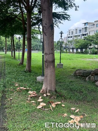 ▲▼高雄雨後路邊長出的蕈菇，市府加強清除。（圖／記者賴文萱翻攝）