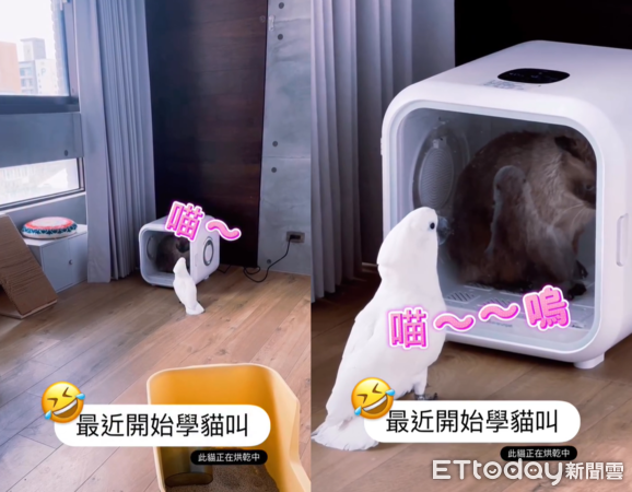 鳳頭鸚鵡宙斯學貓叫。（圖／Threads@round_zeus提供）