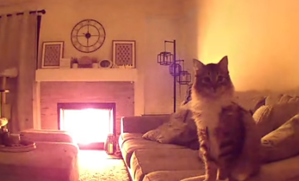 主人外出突收到通知　發現「愛貓用監視器求救」：家中失火了。（圖／翻攝自TikTok／sabeenshaikh94）