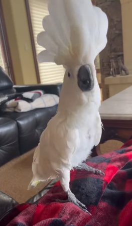 鸚鵡甜豆。（圖／翻攝自IG@the_parrot_lady）