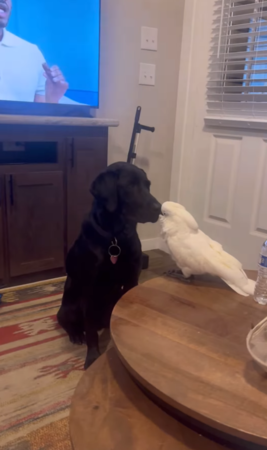 鸚鵡甜豆。（圖／翻攝自IG@the_parrot_lady）