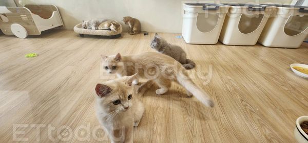 ▲台中一家貓舍與動物醫院傳出醫療糾紛。（圖／記者游瓊華攝）