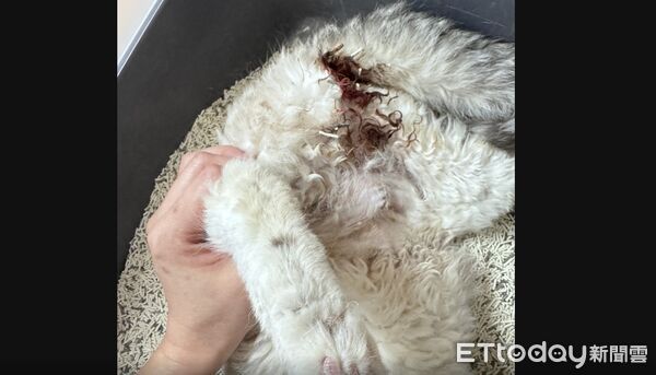 ▲台中一家貓舍送11隻品種貓前往結紮，沒想到非死即傷。（圖／投訴人江小姐提供）