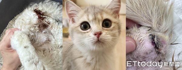▲台中一間貓舍送11隻品種貓結紮，未料竟狀況連連。（非當事貓、圖／ETtoday合成）