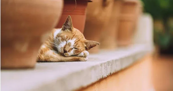 美國一名女子在森林中救下一隻橘貓，幫助牠結束漫長的孤獨歲月。（示意圖／Pexels）