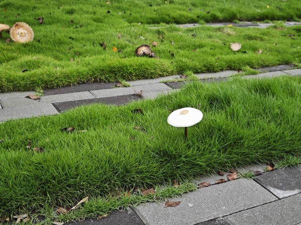 ▲連日大雨過後彰化市出現菇菇奇景。（圖／翻攝自彰化人大小事）