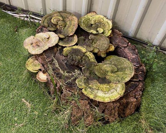 ▲連日大雨過後彰化市出現菇菇奇景。（圖／翻攝自彰化人大小事）