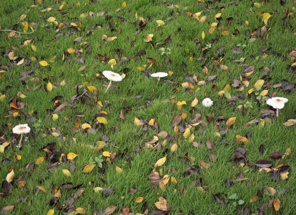 ▲連日大雨過後彰化市出現菇菇奇景。（圖／翻攝自彰化人大小事）