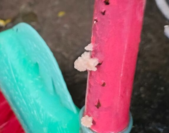 ▲連日大雨過後彰化市出現菇菇奇景。（圖／翻攝自彰化人大小事）