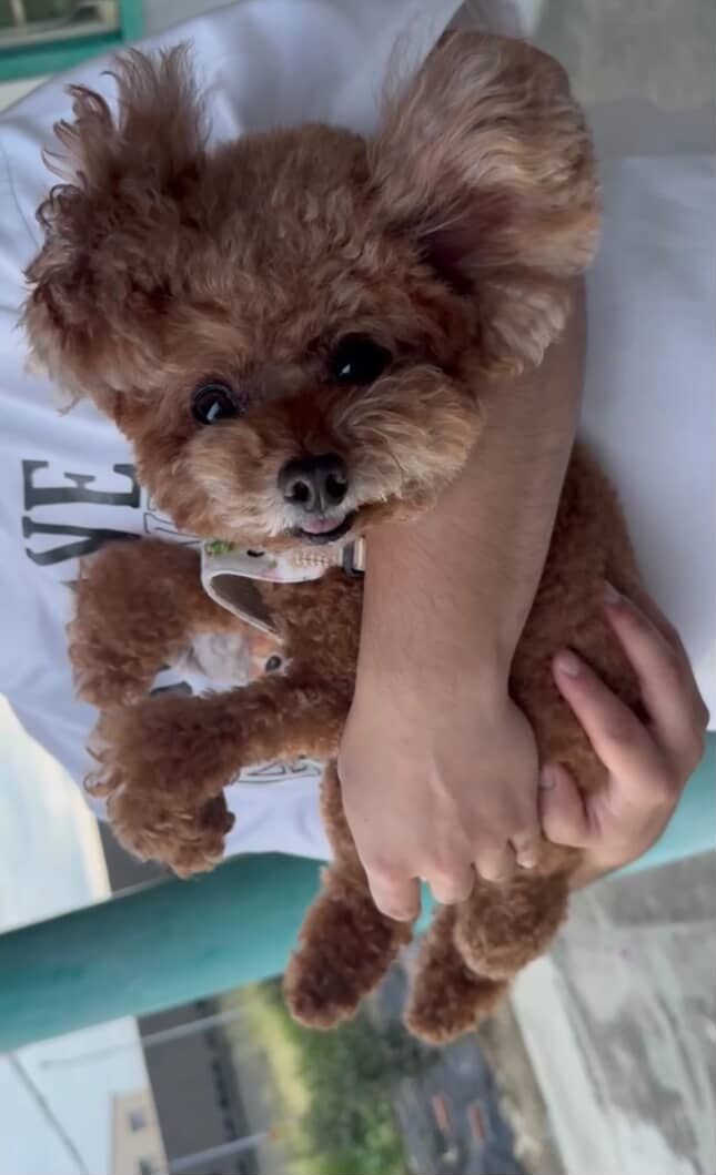 ▲放飯時間到！貴賓急得快說出話　鼻子噴氣、手手怒撥碗架狂示意。（圖／@lin_pi_chun提供，請勿隨意翻拍，以免侵權。）