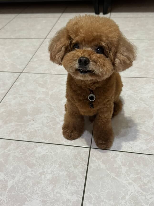 ▲放飯時間到！貴賓急得快說出話　鼻子噴氣、手手怒撥碗架狂示意。（圖／@lin_pi_chun提供，請勿隨意翻拍，以免侵權。）