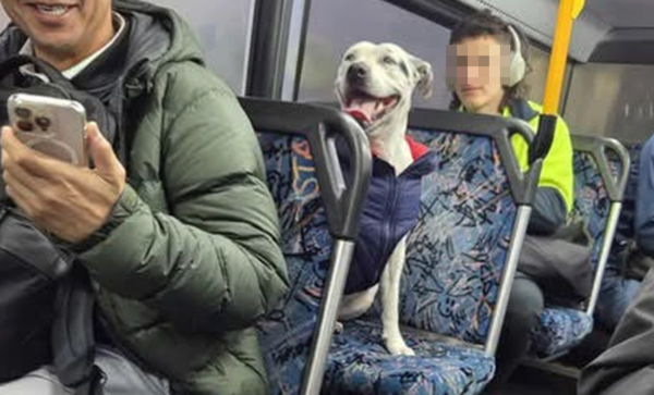 愛笑狗狗獨自跳上公車冒險5公里　熱心乘客陪坐車「PO網找主人」。（圖／翻攝自Facebook）