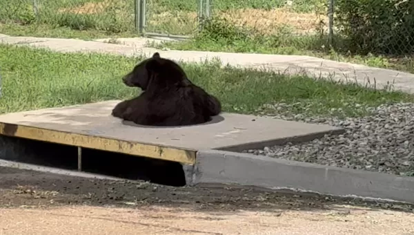 猛獸闖進社區下水道　警到場發現黑熊卡在裡面「緩慢探頭」爬出。（圖／翻攝自Colorado Parks and Wildlife）