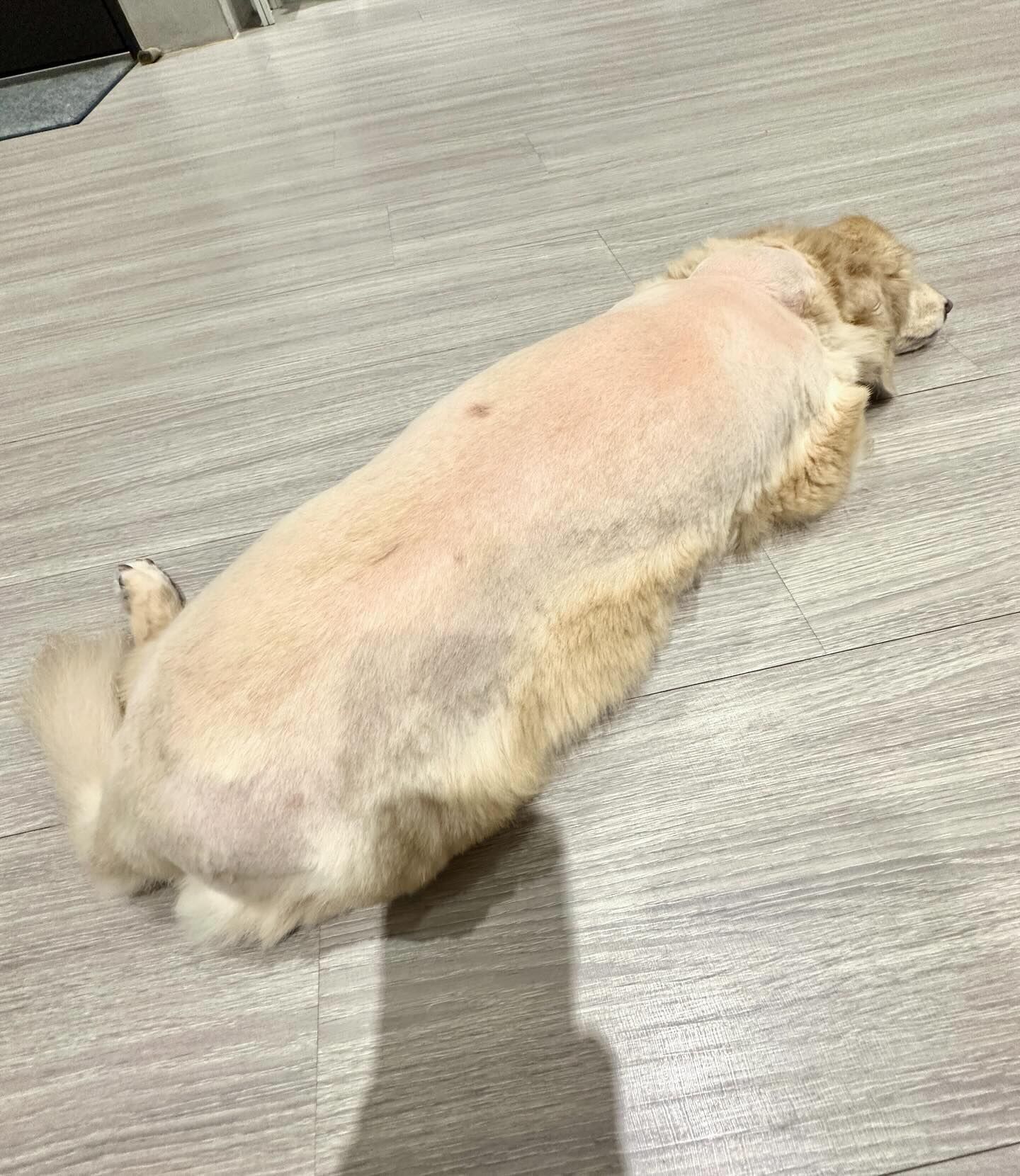 ▲剃刀沒電！奶油臘腸喜提夏季限定「露背裝」　網笑：哪邊才是正面。（圖／網友@allenyen_7提供，請勿隨意翻拍，以免侵權。）