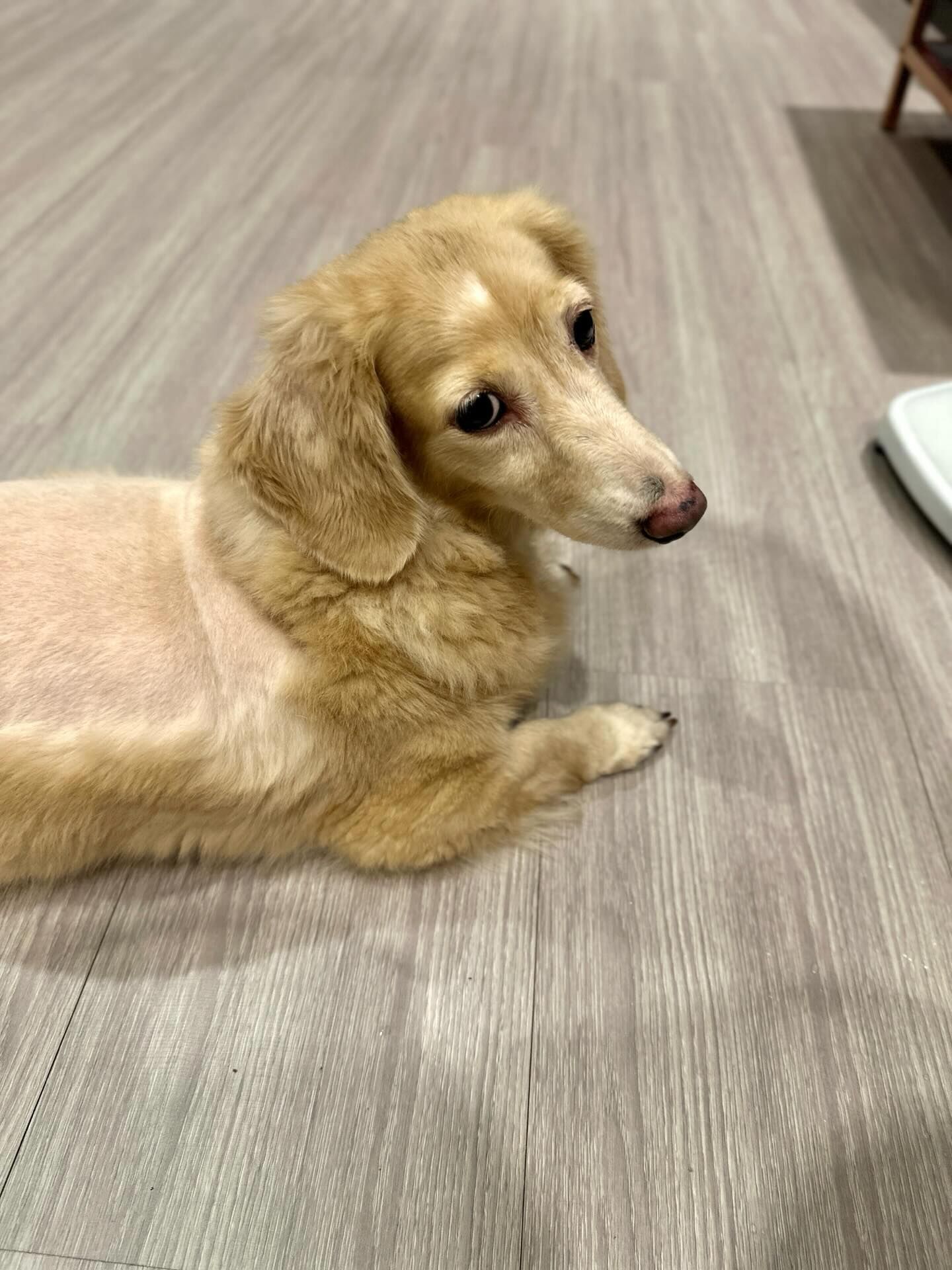 ▲剃刀沒電！奶油臘腸喜提夏季限定「露背裝」　網笑：哪邊才是正面。（圖／網友@allenyen_7提供，請勿隨意翻拍，以免侵權。）