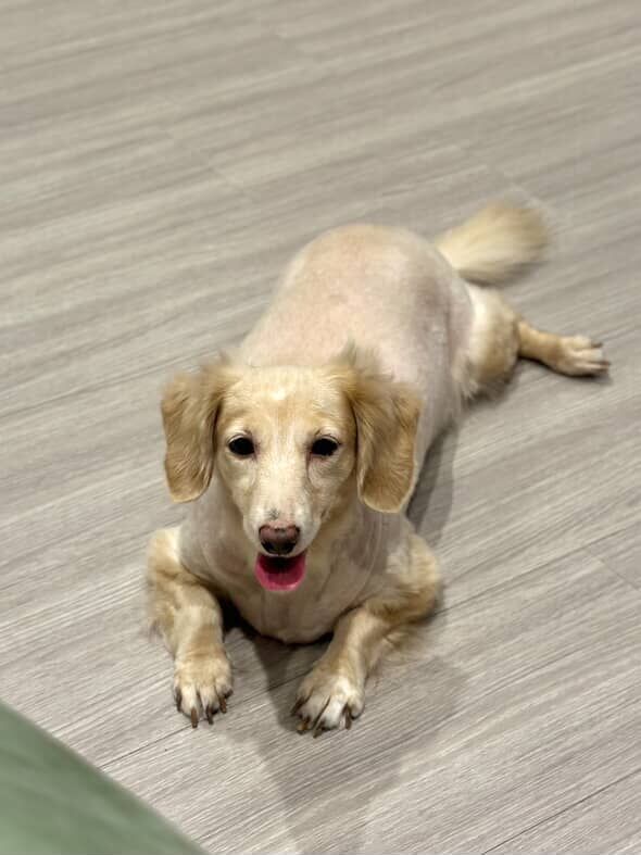 ▲剃刀沒電！奶油臘腸喜提夏季限定「露背裝」　網笑：哪邊才是正面。（圖／網友@allenyen_7提供，請勿隨意翻拍，以免侵權。）