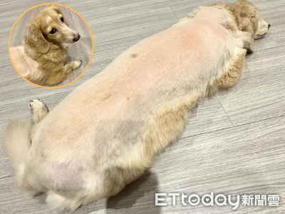 剃刀沒電！奶油臘腸喜提夏季限定「露背裝」　網笑：哪邊才是正面