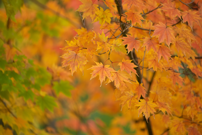 立秋8大生肖「跳級翻盤」　屬雞有爆紅機會、屬狗最旺財運強化