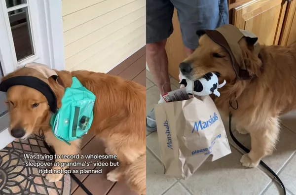 去爺爺奶奶家太開心　黃金獵犬「甩小包包飛撲」爆紅：根本是毛孫。（圖／翻攝自TikTok／wally.meets.world）