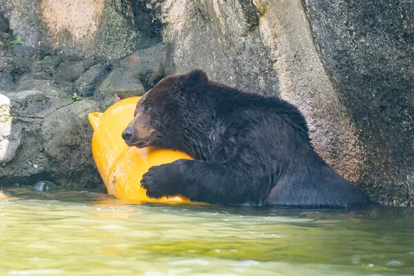 棕熊小喬近況。（圖／台北市立動物園提供）