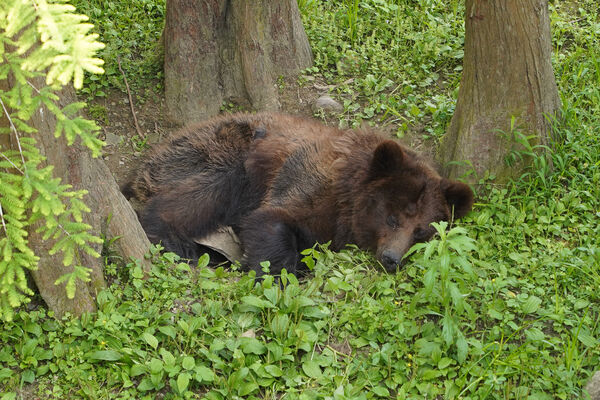 棕熊小喬近況。（圖／台北市立動物園提供）