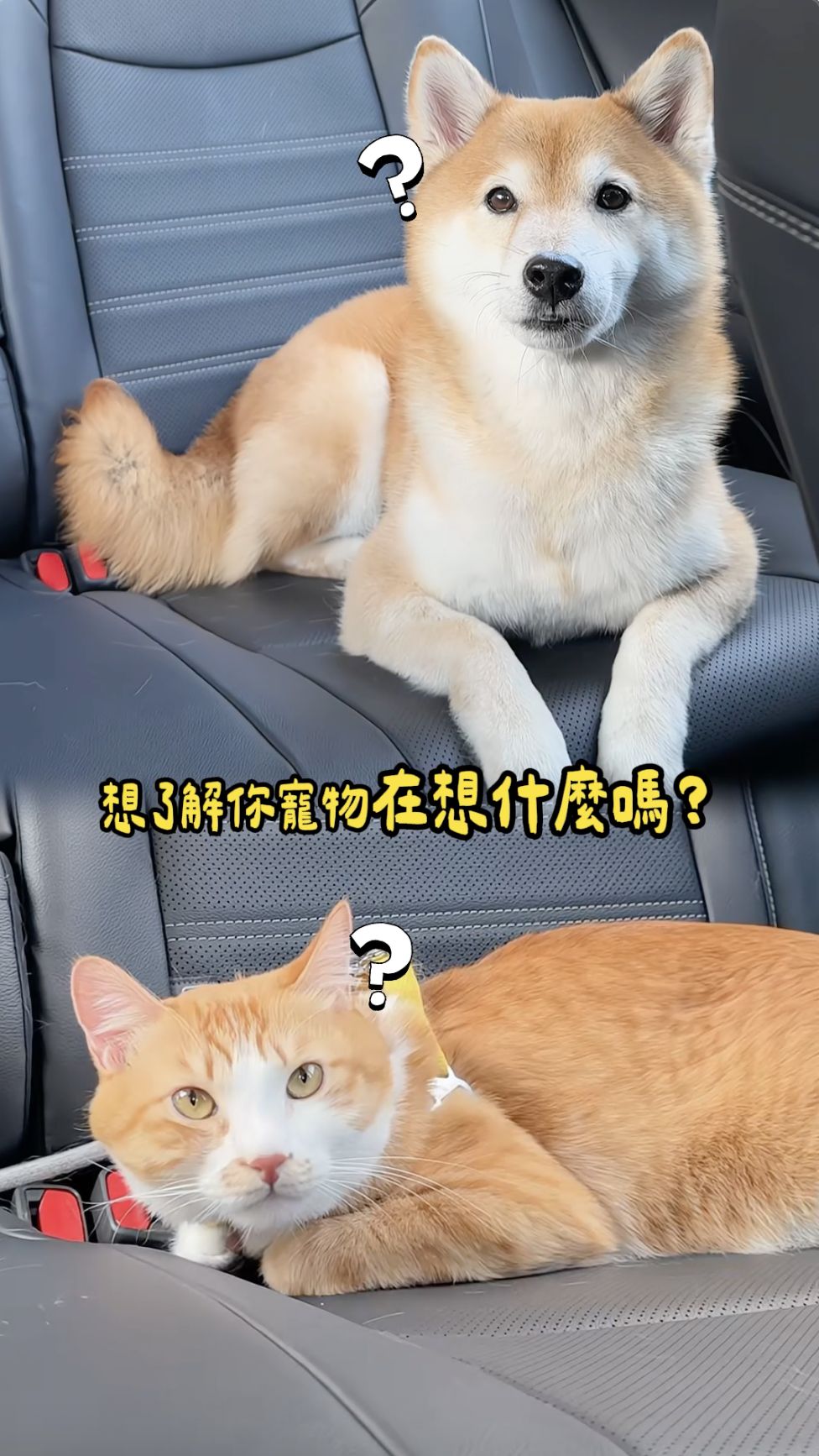 ▲▼ TOYOTA,創意,毛孩,寵物溝通師,AI,寵物友善,抽獎,五星住宿,住宿券。（圖／即新聞）