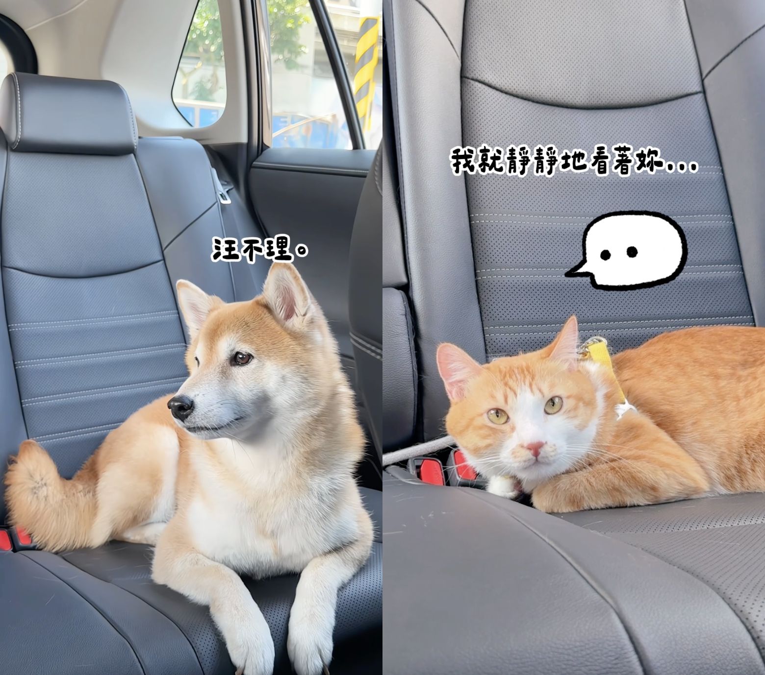 ▲▼ TOYOTA,創意,毛孩,寵物溝通師,AI,寵物友善,抽獎,五星住宿,住宿券。（圖／即新聞）