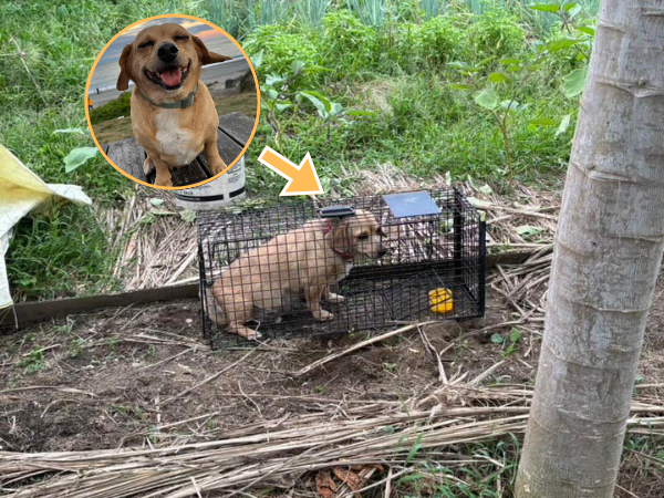 ▲肉肉太香！誘捕浪貓節育送養　自家貪吃狗參一咖被「誤捉」進籠。（圖／IG@pippi_puppy提供，請勿隨意翻拍，以免侵權。）